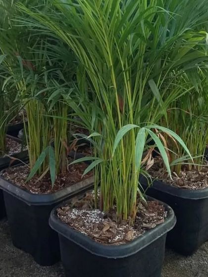 A batch of Areca Palms in square pots. These are ready to be delivered to customers in the Delhi NCR area.