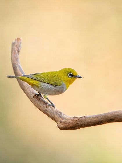 The Indian White-eye, a tiny bird with a distinctive white ring around its eye. This photo was composed to use the curving branch as a natural frame.