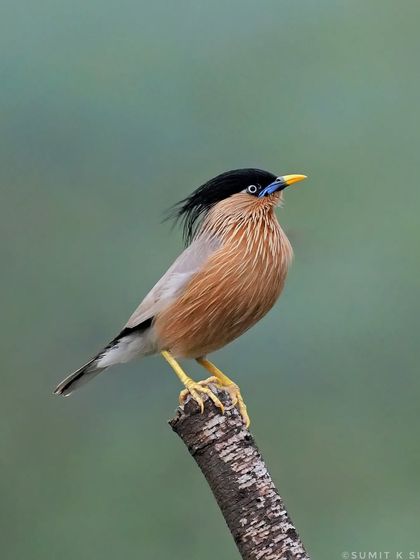 A Brahminy Starling with its crest blowing in the wind, looking regal on its perch.