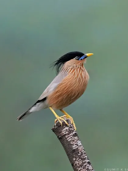 A Brahminy Starling with its crest blowing in the wind, looking regal on its perch.