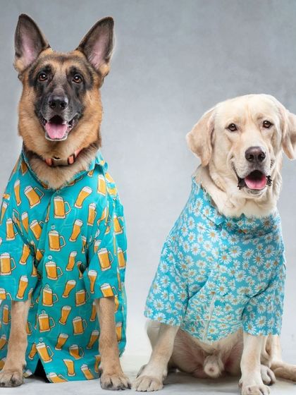 WoofWoof Stories - Commercial Pet Photography Pet Apparel & Accessories photo 15