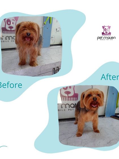 A fresh start for this Yorkshire Terrier! Our grooming service includes careful trimming around the face and paws, resulting in a polished and happy pup.