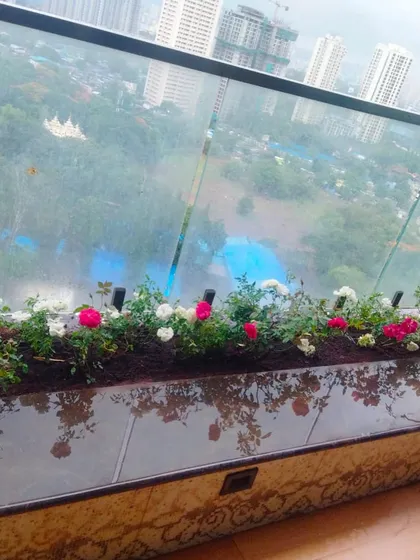 Even a narrow balcony planter can become a source of joy. We installed this beautiful rose garden, selecting hardy varieties of pink and white roses that bring color and positive energy to this high-rise home.