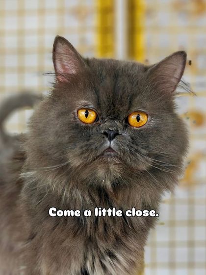 Charlie's Animal Rescue Centre - Animal Rescue & Adoption Ready for a Home: Adopt a Cat photo 9