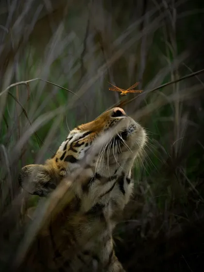 Another angle of the "Tiger's Kiss" moment. This shot shows the tiger's patient and almost curious reaction to the dragonfly, a gentle interaction that contrasts with its fearsome reputation.