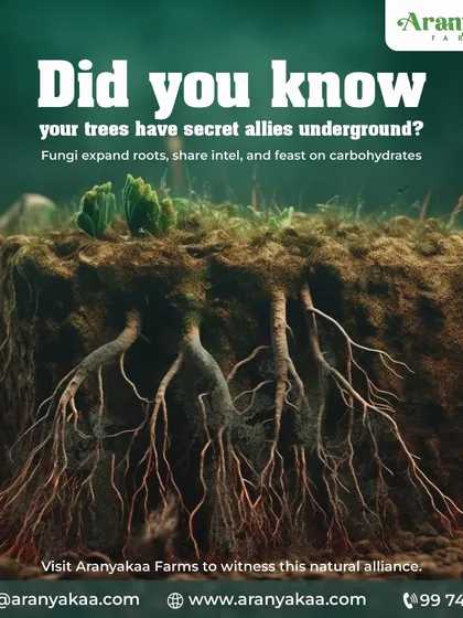 Your trees have secret allies underground. This graphic explains the symbiotic relationship between trees and mycorrhizal fungi, a natural alliance that we nurture to create a thriving and resilient ecosystem on our farms.