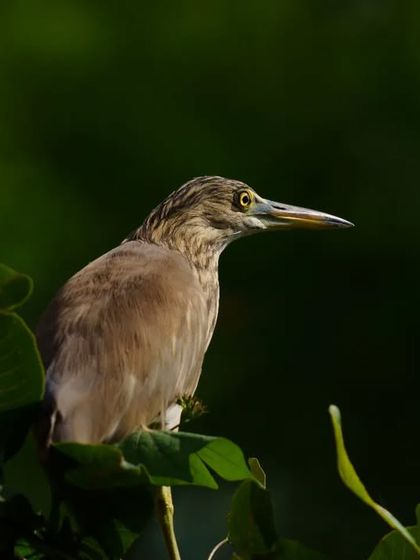 A Pond Heron is illuminated by a beautiful shaft of light as it sits among dark green leaves.