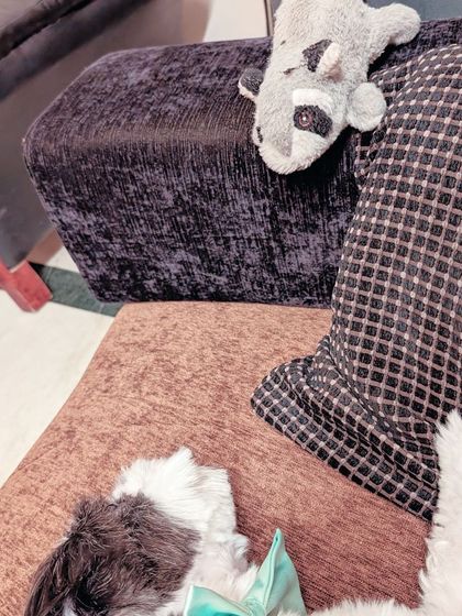 Tails of the City - Pet Supplies Our Pawsome Guests photo 17