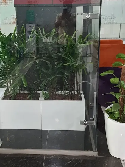 A combination of planters used to decorate an office entrance. We used rectangular trough planters with Rhapis palms and a separate pot with a moss stick supported Philodendron.