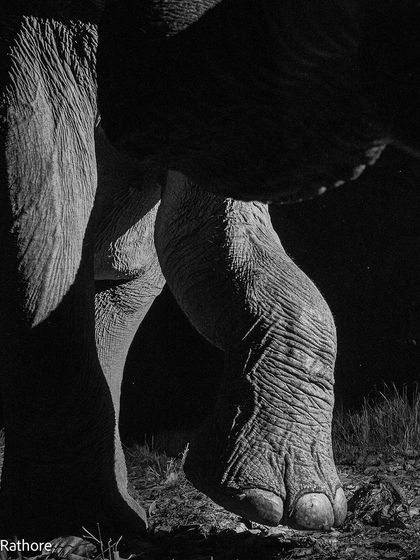 A detailed close-up of an elephant's foot and leg. The black and white format accentuates the deep wrinkles and texture of its skin.