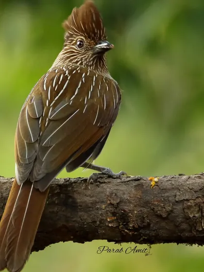 A full-body shot of the Striated Laughingthrush, showing its posture and the fine white streaks that give it its name. My Himalayan workshops focus on capturing such details that help in bird identification.
