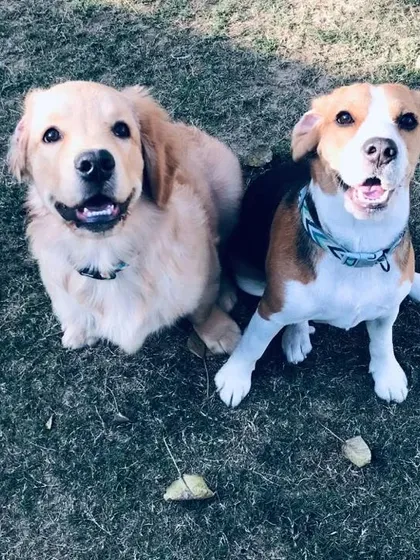 Making your weekend brighter with this adorable duo, a Golden Retriever and a Beagle, waiting patiently for a treat.