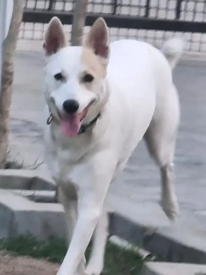 A happy guest enjoying a stroll in our pet-friendly vacation house environment. We provide a true home-away-from-home experience where pets can move around freely and feel relaxed.