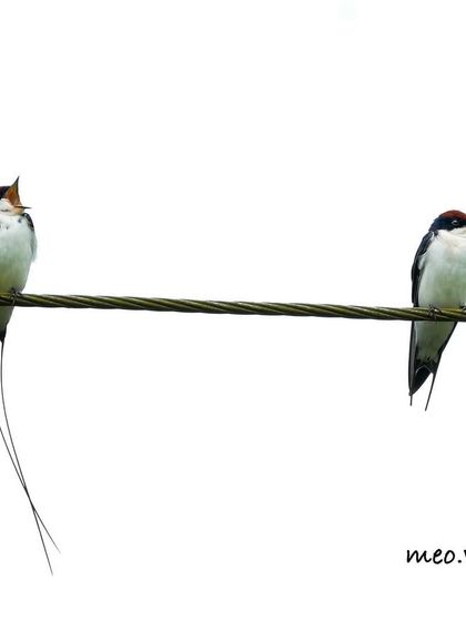 A pair of Wire-tailed Swallows on a wire. The male on the left, with his long tail wires, seems to be calling out to his mate.