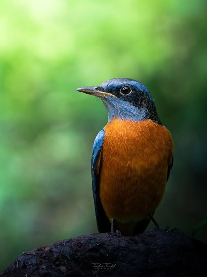 Wonders of the Western Ghats photo 7