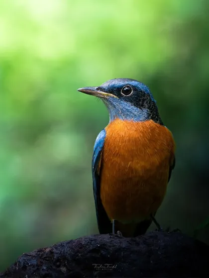 The Blue-capped Rock Thrush, with its stunning combination of blue and orange, is a true visual treat. I was captivated by its vibrant hues against the soft green light of the forest.