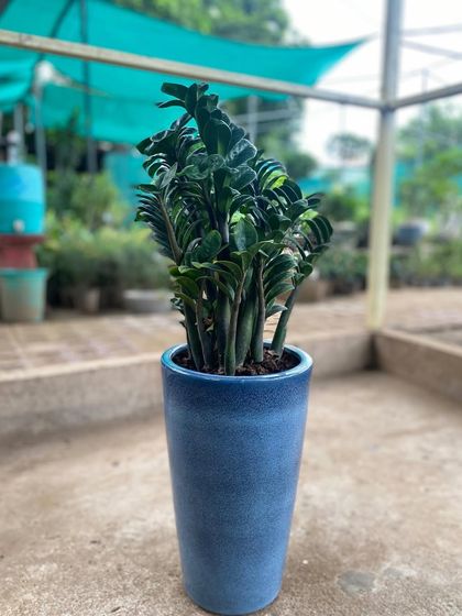 The ZZ plant is another excellent choice for beginners as it thrives on neglect. This one is potted in a tall, blue ceramic planter, making it a stylish floor plant for any room.
