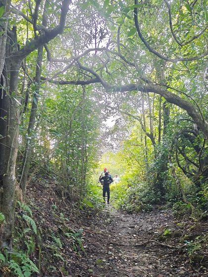 The beautiful, winding path through the forest.