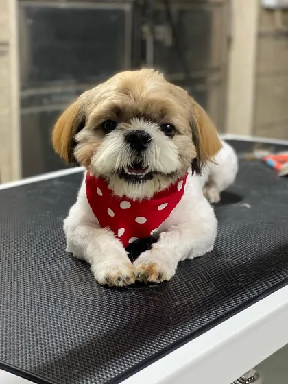 This little Shih Tzu is so happy after we safely removed his painful matted fur. For me, your dog's comfort and health always come first.