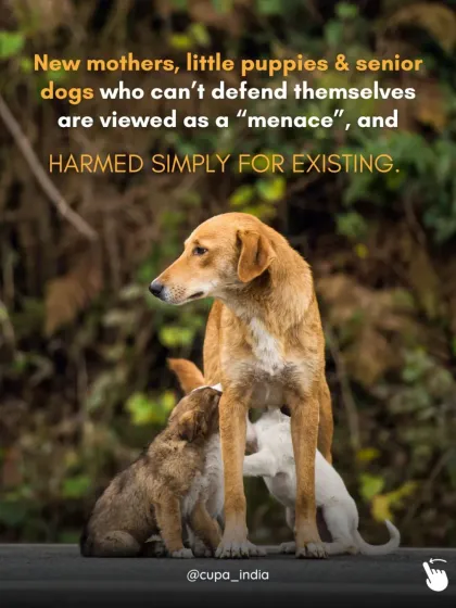 Cupa - Animal Cruelty Legal Aid & Advocacy Building a Compassionate Community photo 9