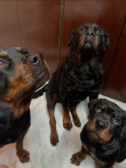 My babies. This is my personal pack of Rottweilers, the inspiration and heart of my dog boarding facility.