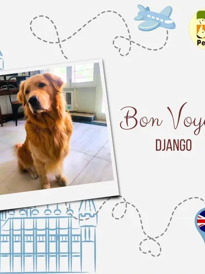 Bon Voyage, Django! This Golden Retriever is on his way to the UK. He traveled as manifest cargo, and I ensured his crate was a safe and comfortable space for him.