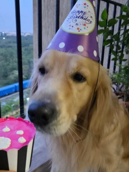 This Golden Retriever is eyeing a delicious-looking pink pupcake. Our pupcakes are great for individual servings or as a small, special treat.