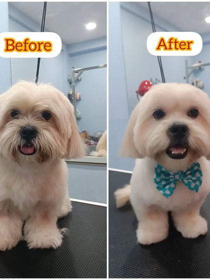 Mamppi Deb - Pet Grooming & Styling Complete Makeovers: Before & After photo 21