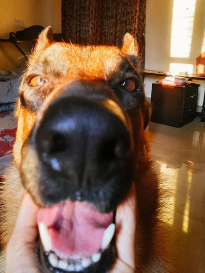 A collection of portraits of my handsome, goofy, and majestic German Shepherd, Theo. He is my constant inspiration and the heart of my work.