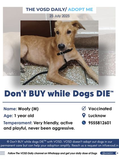 Woofy is a very friendly, active, and playful 1-year-old dog in Lucknow. He has never been aggressive and is waiting for a loving family to call his own.