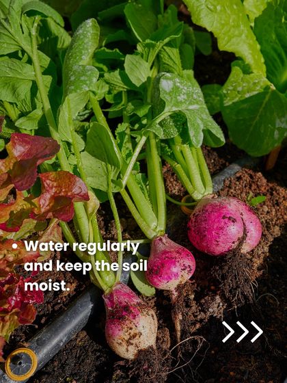 Grow Your Own Vegetables photo 3