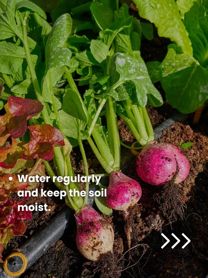 A close-up of freshly harvested radishes. To get a successful crop like this, remember to water them regularly and keep the soil consistently moist but not waterlogged.
