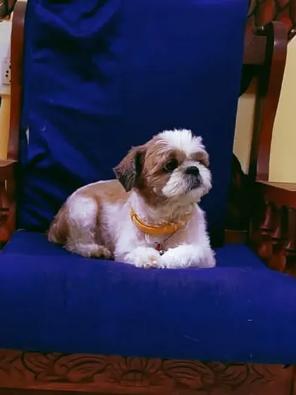 When you know you are a queen and get to live so too. This Shih Tzu on her royal blue chair.