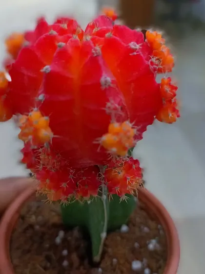 The vibrant red Moon Cactus, a grafted cactus that adds a pop of color to any collection. These are easy to care for.