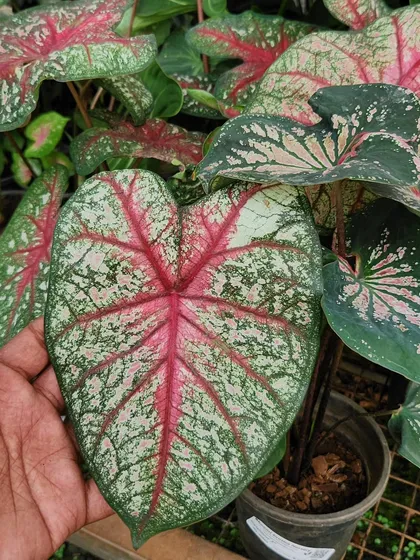 This is the Heart of Jesus plant, also known as Caladium. Its stunning, paper-thin leaves with vibrant patterns make it a true statement piece for any indoor plant collection.