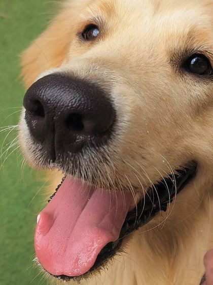 Becky's Bow Wow House - Dog Boarding (Overnight & Long-Term) Pawsitive Vibes: Our Happy Guests photo 14