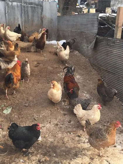 The flock inside one of the compost bays. This is their run, their cafeteria, and their workplace all in one.