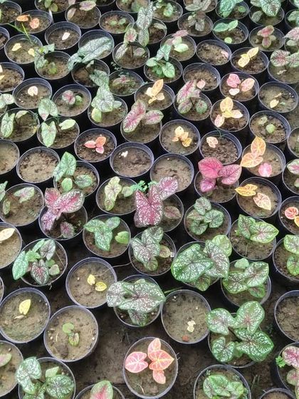 A large tray of Caladium seedlings. These plants, also called 'Angel Wings', come in a huge variety of colors and patterns.