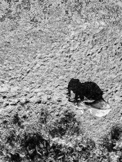A high-contrast silhouette of an elephant from above, creating a graphic and artistic composition.