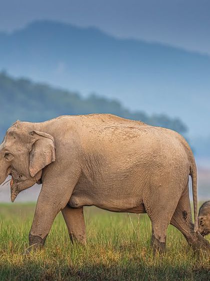 A majestic elephant and her baby stroll through Jim Corbett with the Uttarakhand hills as a backdrop. This is a story of generations against a timeless landscape.