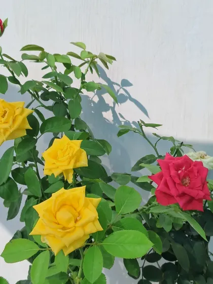 You don't have to choose just one color. I can show you how to do bud grafting to grow multiple colors of roses, like these yellow and red ones, on a single plant.