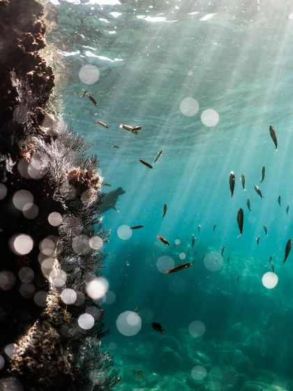 Sunbeams pierce the water's surface, creating a beautiful bokeh effect around a coral reef teeming with small fish. This image captures the magical quality of light underwater.