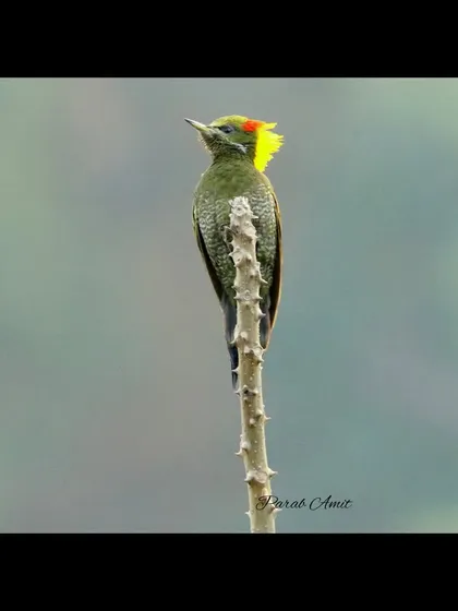 Perched high on a branch, the Lesser Yellownape woodpecker shows off its bright yellow crest. These birds are widespread in sub-tropical Asia and are a key species we look for on my Himalayan tours.