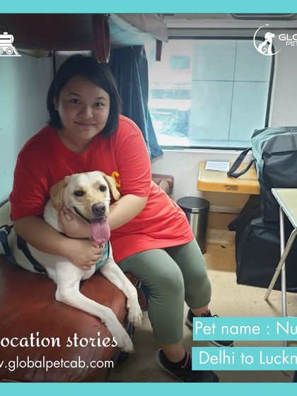 Global Pet Cab - Domestic Pet Relocation Train Travel: First-Class Coupe Journeys photo 19