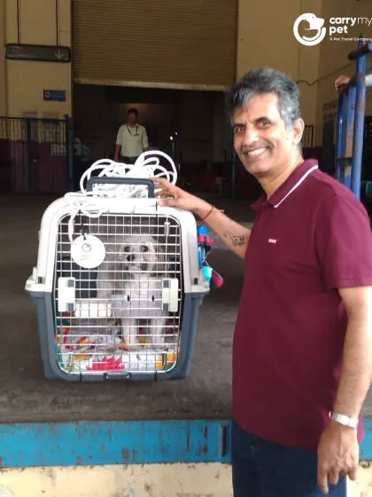 Teddy, a small white dog, peers out from his IATA-approved travel crate upon arrival in Kolkata from Dubai, with his happy owner by his side.