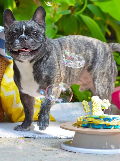 Priyanka - Themed & Special Occasion Pet Photography Birthday & Milestone Paw-ties photo 3