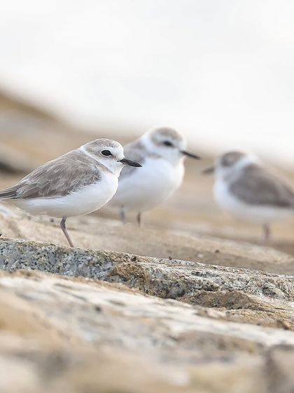 Waders, Ducks & Waterbirds photo 75