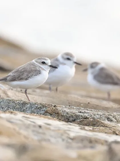 Three's a crowd. A small group of White-faced Plovers, an uncommon migratory species in Singapore, gathered on the coastal rocks.