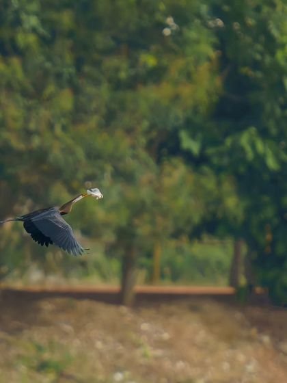 A clearer shot of the Oriental Darter in flight with its meal, showing the details of its plumage and the surrounding habitat.