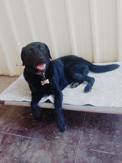 Stay - Dog Daycare Quiet Time & Cozy Naps photo 11